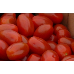 Pomidor Angelle F1