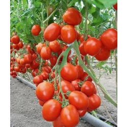 Pomidor gruntowy Benito F1