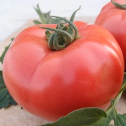 Pomidor V 404
