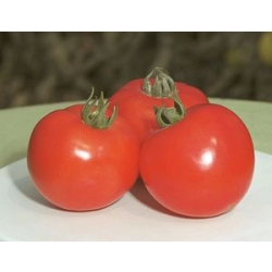 Pomidor gruntowy Polfast F1