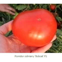 Pomidor Bobcat