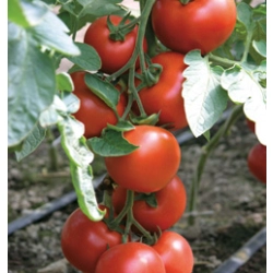 pomidor Boderine