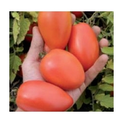 Pomidor Chelse 1000n