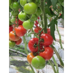 Pomidor Gonsella F1 (HA 27610)