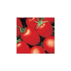 Pomidor Grandimat