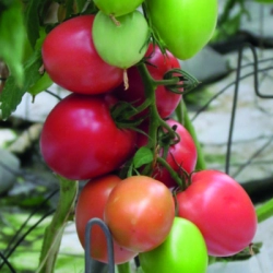 Pomidor Jangcy F1 (V440)