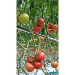 Pomidor Maluno (T414955)