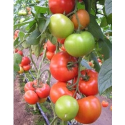 Pomidor Matias