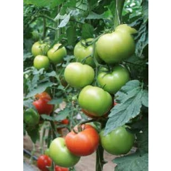 Pomidor Baribine F1
