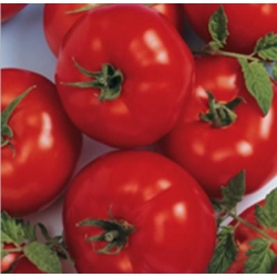 Pomidor Berberana