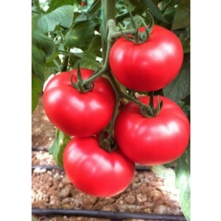 Pomidor Cemilia F1