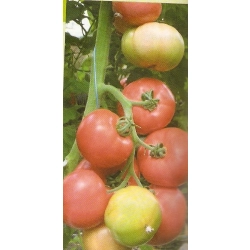 Pomidor Dimerosa