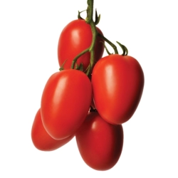 Pomidor  Tucano F1