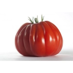 Pomidor VOLUPTUOSO F1 typ "bawole serce"