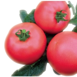 Pomidor VP1 F1