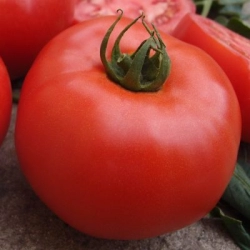 Pomidor Zadurella F1