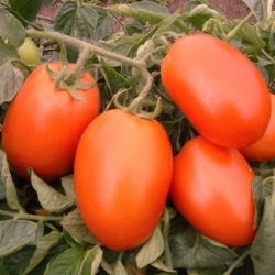 Pomidor Galilea F1
