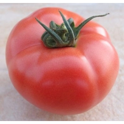 Pomidor HTP-11