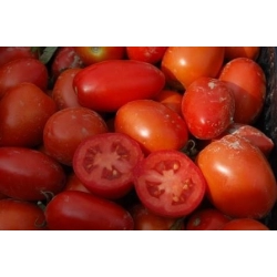 Pomidor Surya F1