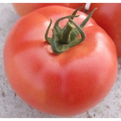 Pomidor VP2 F1