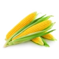 Kukurydza - nasiona holenderskie