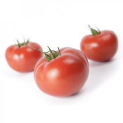 Pomidor Mahitos RZ F1