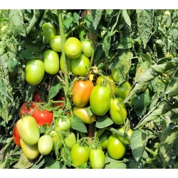 Pomidor HMC 619998 F1 (Vistula)