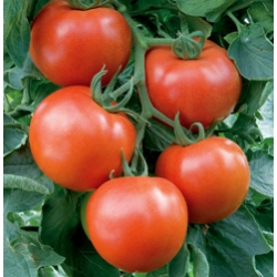 Pomidor Paronset