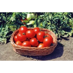 Pomidor gruntowy Polbig F1