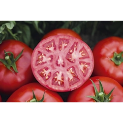 Pomidor gruntowy Tomsk F1