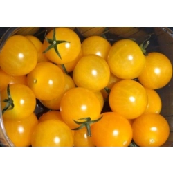 Pomidor Yolita