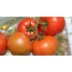 Pomidor Altadena