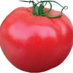 Pomidor Gryphon F1