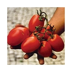 Pomidor Avila F1
