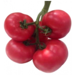 Pomidor Clarosa