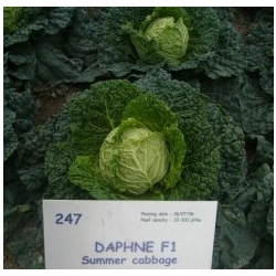Kapusta Daphne F1