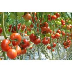 Pomidor Epundo