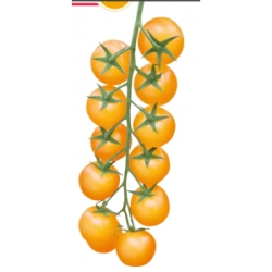 Pomidor GOLDWIN F1 (CLX 37687)