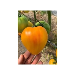 Pomidor Gourmansun F1 (Żółte bawole serce)