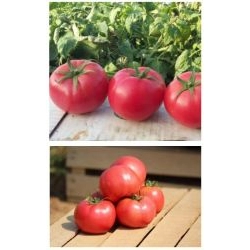 Pomidor malinowy Hapynet F1