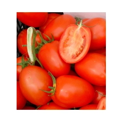 Pomidor Colibri F1