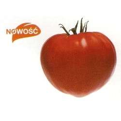 Pomidor GOURMANDIA F1 typ "bawole serce"
