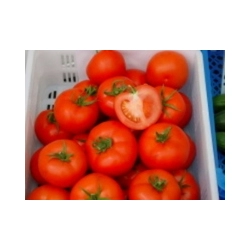 Pomidor  Tamaris F1