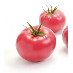 Pomidor Tomimaru Muchoo