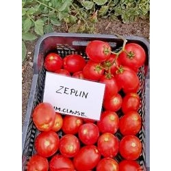 Pomidor Zeplin F1