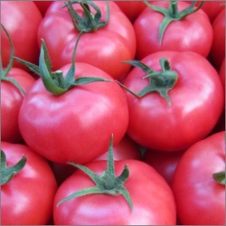 Pomidor Framboo F1 (3684 F1)