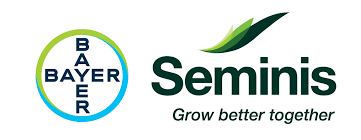 Seminis nasiona holenderskie