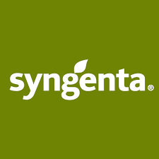 Syngenta nasiona holenderskie